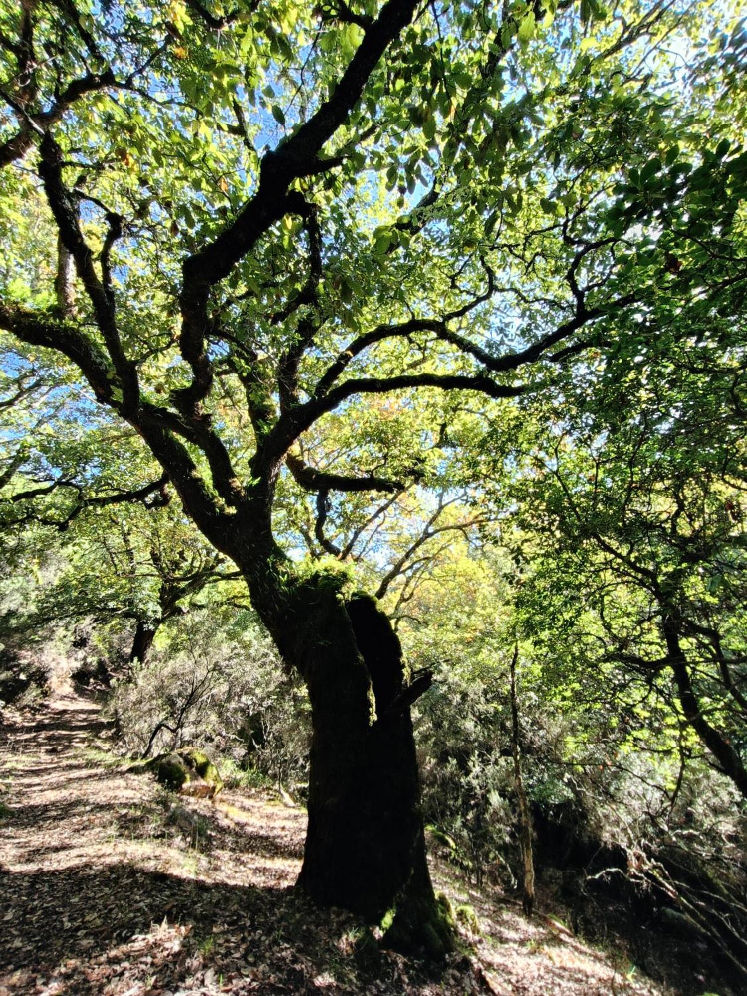 הוילה קורטס דה לה פרונטרה Casa El Cerro מראה חיצוני תמונה